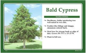 Bald Cypress Italian Cypress Trees Italian Cypress Bald Cypress
