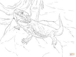 Bearded dragon is a type of omnivorous lizard, which means it can eat all types of food both animal protein or plant protein. Coloring Page Coloring Pages Of Bearded Dragons