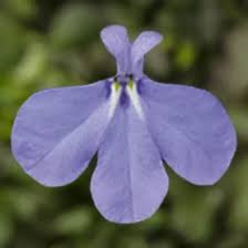Image result for Lobelia erinus
