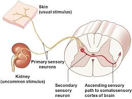 Effects Of Skin Stretch Sensory Stimuli On Balance In Patients With Diabetic Neuropathy Eight Limbs Of Yoga Yoga Sutras Ashtanga Yoga