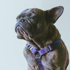 Click here to be notified when new french bulldog puppies are listed. 1 French Bulldog Puppies For Sale In Texas Uptown