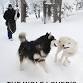 The Wolf’s Lovers Guide to Training Dogs at the event image
