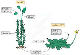 Image result for Phyla