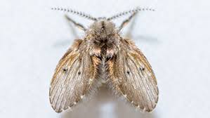 Mosquito traps are a point of contention in the industry. Get Rid Of Drain Flies Drain Fly Control Treatment