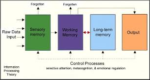 Cognitive Development A Gradual Loss Of Our Five Primary Mental Abilities Happens During Late Adul Cognitive Development Metacognition Information Processing