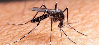 We currently handle residential, neighborhood, hoa, and public contracts. Mosquito Control Take Your Yard Back Today