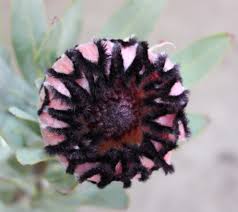 Image result for Protea micans