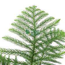 Image result for Araucaria cunninghamii
