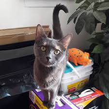 5 out of 5 stars (2,691) sale price $1.70 $ 1.70 $ 1.89 original price $1.89 (10% off) favorite add to. Cat Cafe Craft Fair This Sunday Longisland Com