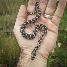 Well It Looks Like We Re Going To Get Rained Out Today But At Least We Found This Juvenile Bull Snake Pituophis Catenifer Yesterday So T Snake Bull Instagram