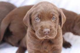 Silver labrador puppies for sale nc. Akc Chocolate Lab Puppies For Sale Near Me Online Shopping Mall Find The Best Prices And Places To Buy