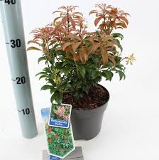 Image result for Pieris japonský bonfire obrázek