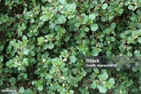 Image result for Trianthema