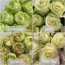 white roses often represent purity innocence and youthfulness 玫瑰花未开的时候 花蕾穿着一层绿色的外衣 rose flowers vegetables