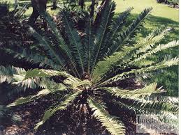 Image result for Encephalartos schmitzii