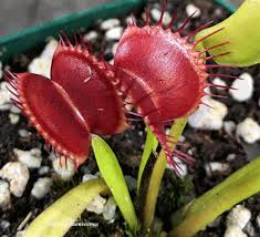 The venus flytrap is a carnivorous plant native to the wetlands of the carolinas. Plants For Sale Venus Flytrap Pan S Giant South Africa Cultivo Carnivores