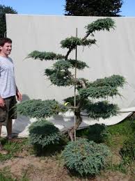 Juniperus Squamata Niebieski Dywan H 200 Cm B 150 Cm Ogrodowe Bonsai 306142 Blumengarten Plane Buddha Garten Garten Pflanzen