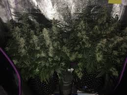 This tallest, thickest, and strongest grow tent can extend up to 8′, 9′, or even 10′ tall! Maximizing Yeild With 4x2 Tent Think Different By Dutch Passion The Autoflower Network