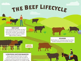 Explore How Your Beef Goes From Pasture To Plate For More Information Visit Www Factsaboutbeef Com In 2020 Beef Animal Science Livestock Poultry