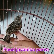 Umumnya branjangan muda atau biasa disebut burung bakalan masih susah bunyi dan belum membentuk karakter suara kuat dan mentalnya pun masih lemah atau belum terbentuk sempurna. Ciri Khas Mirafra Javanica Parva Gaco Gacor