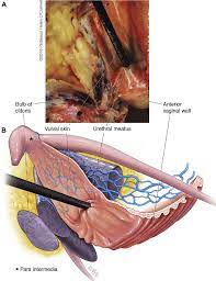 Panel A shows an intact fresh anterior vaginal wall with a black marker...  | Download Scientific Diagram