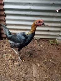 Gambar ayam png terlihat keren. Image Page 11 Info Ayam Peru And Sweater