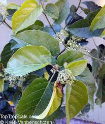 Image result for Premna serratifolia