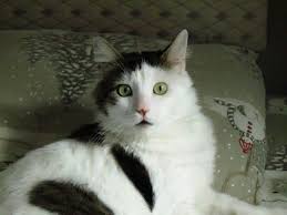 Yetenekli Ve Cok Akilli Kedi Sans Youtube