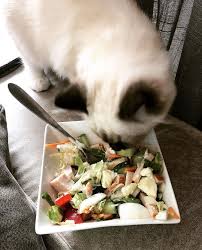 Pin On Catfood