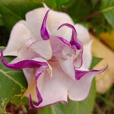 Image result for durman obecný květ