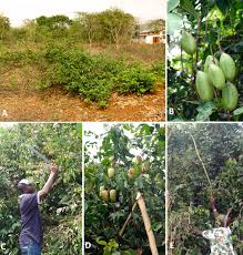 Image result for Secamone africana