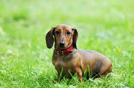 Finde jetzt schnell die besten angebote für welpen hunde suchen ein zuhause schweiz auf allekleinanzeigen.ch. Dackel In Not Dackel De
