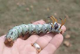 The big green caterpillar is sometimes mistaken for a hornworm, but it. Giant Caterpillars Ohioline