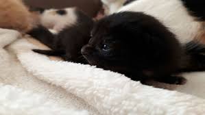 Siyah Kedi Kedi Sahiplendirme Ucretsiz Kedi Sahiplendirme