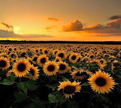 Flower images flower wallpaper spring images hd images nature. Hd Wallpaper Abstract Nature Smiling Flower Beauty In Nature Flowering Plant Wallpaper Flare