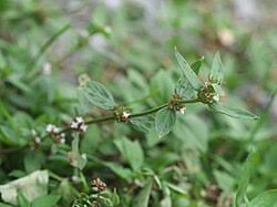 Image result for Spermacoce subvulgata