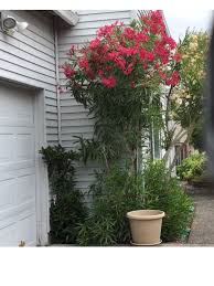 Image result for Nerium oleander