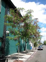 Presence of pricing data does not indicate product is in stock. Robinia Pseudoacacia Purple Robe From Nvk Nurseries