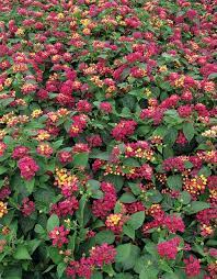 20120516 Lantana Bandana Cherry Sunrise Lantana Lantana Camara Flower Garden