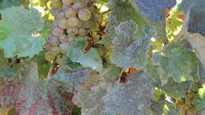 Although different species of fungi cause the disease on different plants (erysiphe infects vegetable crops and flowers; Important Steps To Control Powdery Mildew Syngenta