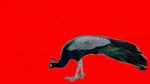 You don't even have to set up an account. Green Screen Peacock Eating Food 1280x720 13 23mbps 2018 11 18 22 05 34 Youtube