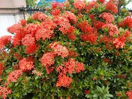 Image result for Ixora phellopus