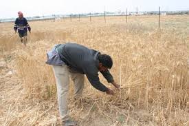 RÃ©sultat de recherche d'images pour "â€«ØµÙˆØ± Ø¹Ù† Ø§Ù„ÙÙ„Ø§Ø­ Ø§Ù„Ø¨Ø¯Ø§Ø¦ÙŠâ€¬â€Ž"