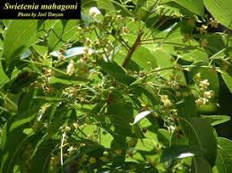 Image result for Swietenia