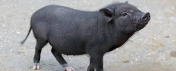 Maybe you would like to learn more about one of these? Are Pot Bellied Pigs Pets Too Mcnees Land Use Blog