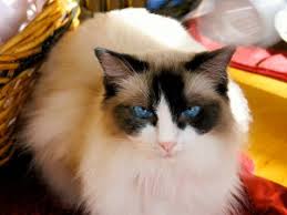 Heart Diseases Cats Heartsmart