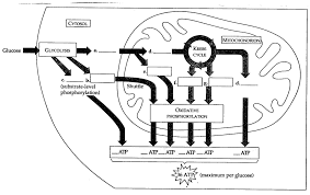 Cellular Respiration Activity Worksheet Cellular Respiration Diagram Worksheet Blank Cellular Respiration Biology Worksheet Cellular Respiration Biology