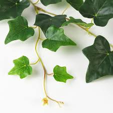 So, shop garland ovens to ensure you have the greatest piece of equipment possible in your commercial kitchen. Smycka Artificial Garland In Outdoor Ivy Green 1 5 M Ikea