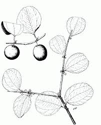 Image result for Ziziphus mauritiana