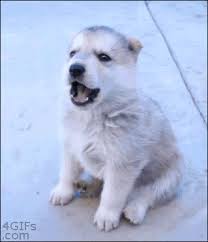 Howl Gifs Get The Best Gif On Giphy Get free wolf howl sound effects with variation and animation for your animation project or youtube video. howl gifs get the best gif on giphy